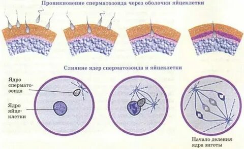 Развитие зародыша без оплодотворения