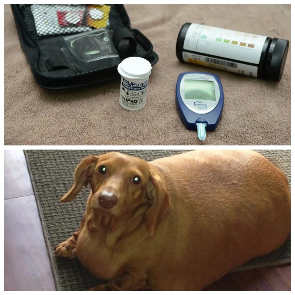 Сахарный диабет у лабрадора. Типы сахарного диабета у животных. Диабет у собаки симптомы и лечение. Диабет у собаки симптомы и лечение. Сахарный диабет у собак симптомы.