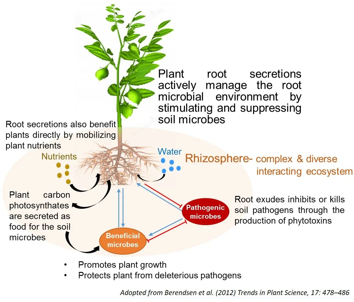 Soil Plant. Почвенный микробиом. Ризосфера растений это. Микробиота почвы. Effect plants