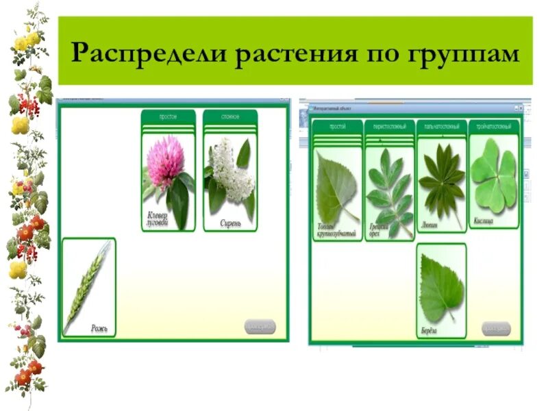 Распределите предложенные растения