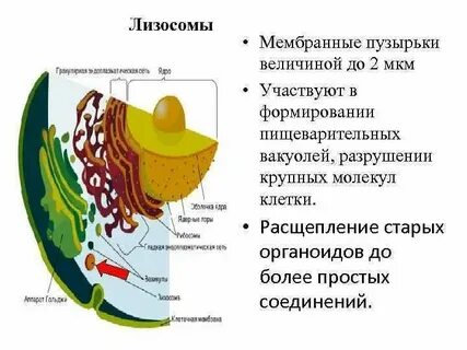 Лизосома это мембранный органоид