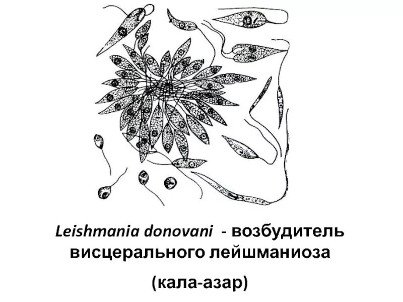Висцеральный лейшманиоз. Leishmania tropica возбудитель. leishmania donovani возбудитель. leishmania tropica строение. висцеральный лейшманиоз возбудитель.