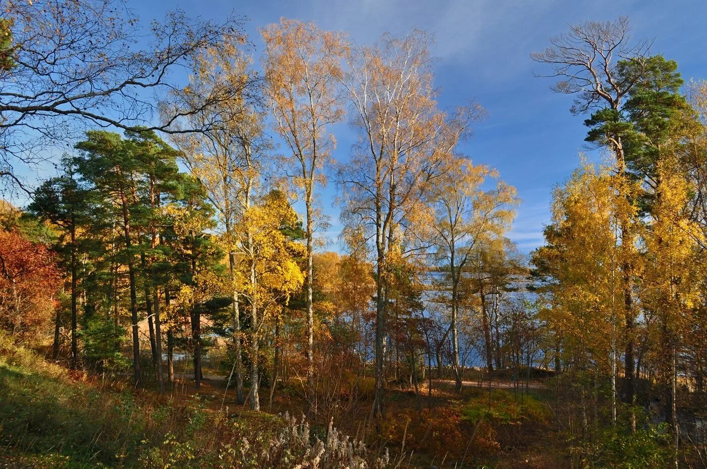 Золотая осень. Лес точно терем расписной лиловый золотой багряный. Осень мордовия. Лиловый золотой багряный. Бунин листопад.