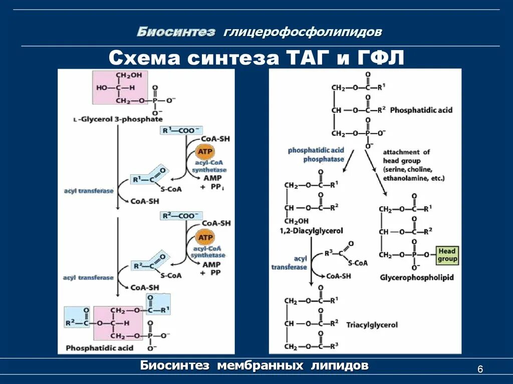 Синтез жиров происходит. Синтез триацилглицеринов биохимия. Синтез глицерофосфолипидов биохимия. Схема синтеза глицерофосфолипидов. Схема синтеза таг и фосфолипидов.