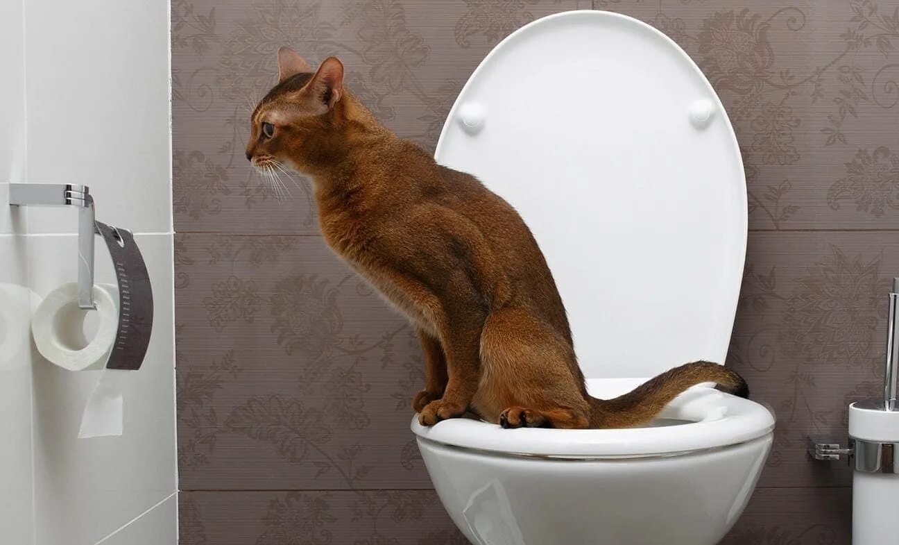 Как приучить кошку