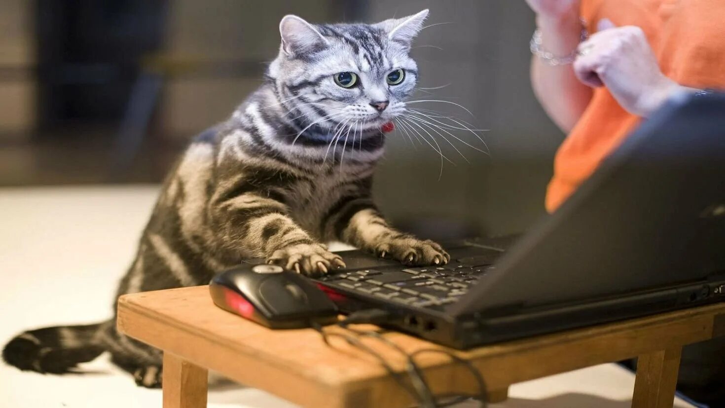 Кот играющий на компьютере. Котенок за компьютером. компьютерный кот. котенок и компьютер. коты за компьютером.