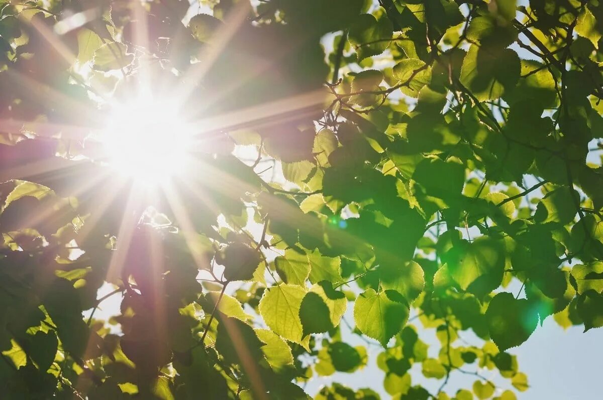 Человек обнимает березу. Градусник летом. Весна солнце. Лето солнце. Коту жарко.