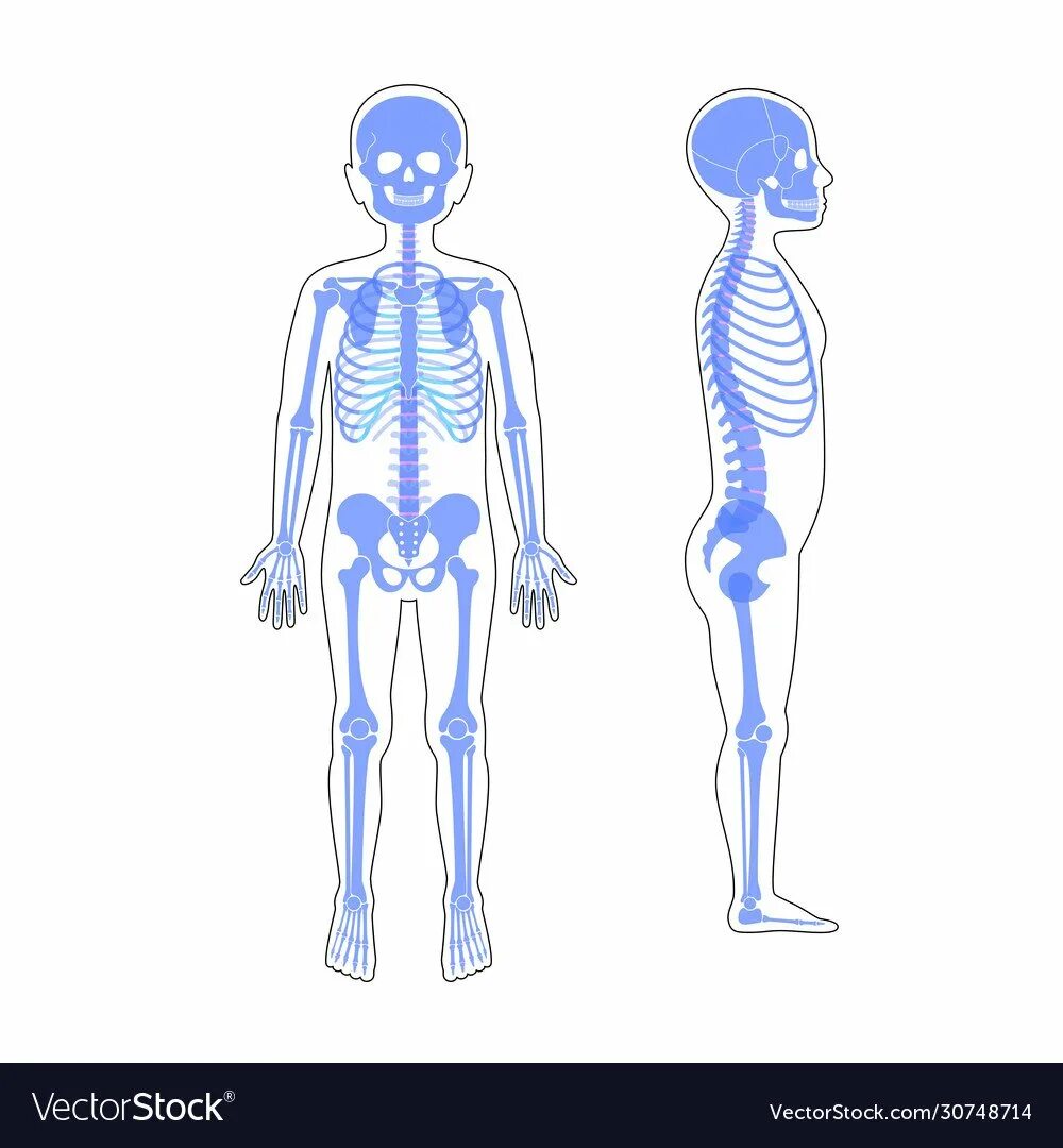 Скелет для детей анатомия. Скелет ребенка 8 лет. Анотомически йскелет ребенка. Женщина с нарушением в развитии скелета