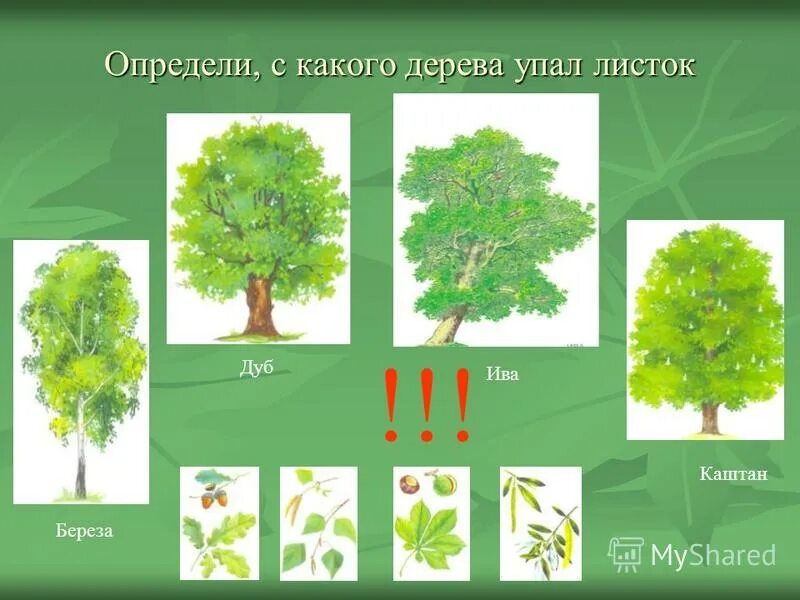 Как вставить деревья в фотошопе. Приложение определить дерево. Приложение определить дерево. Ель береза сосна клен это. Приложение определить дерево.
