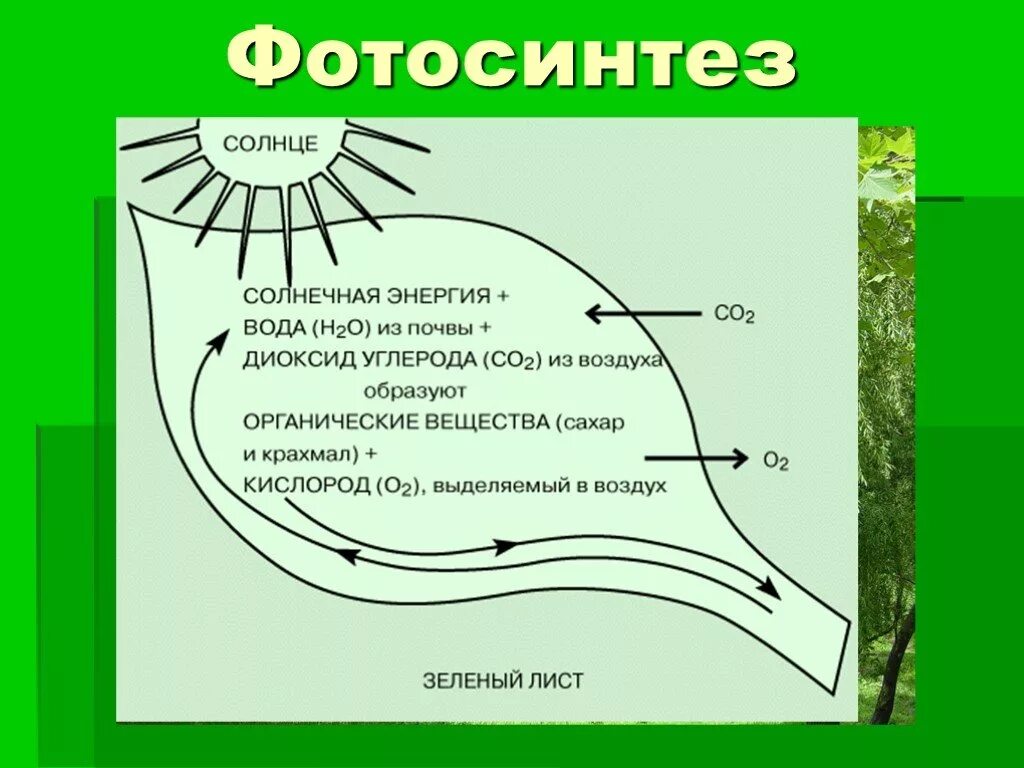 Биология 6 класс фотосинтез ответы на вопросы. Фотосинтез. Фотосинтез схема. Схема процесса фотосинтеза. Фотосинтез рисунок.