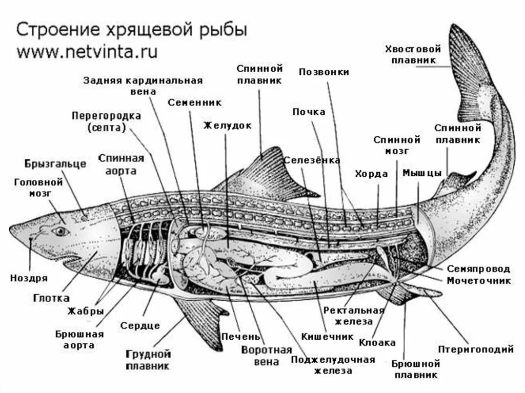 Пищеварительная система класса рыб. Пищеварительная система хрящевых рыб схема. Строение костных рыб и хрящевых рыб. Пищеварительная система акулы схема. Внутреннее строение хрящевых рыб.