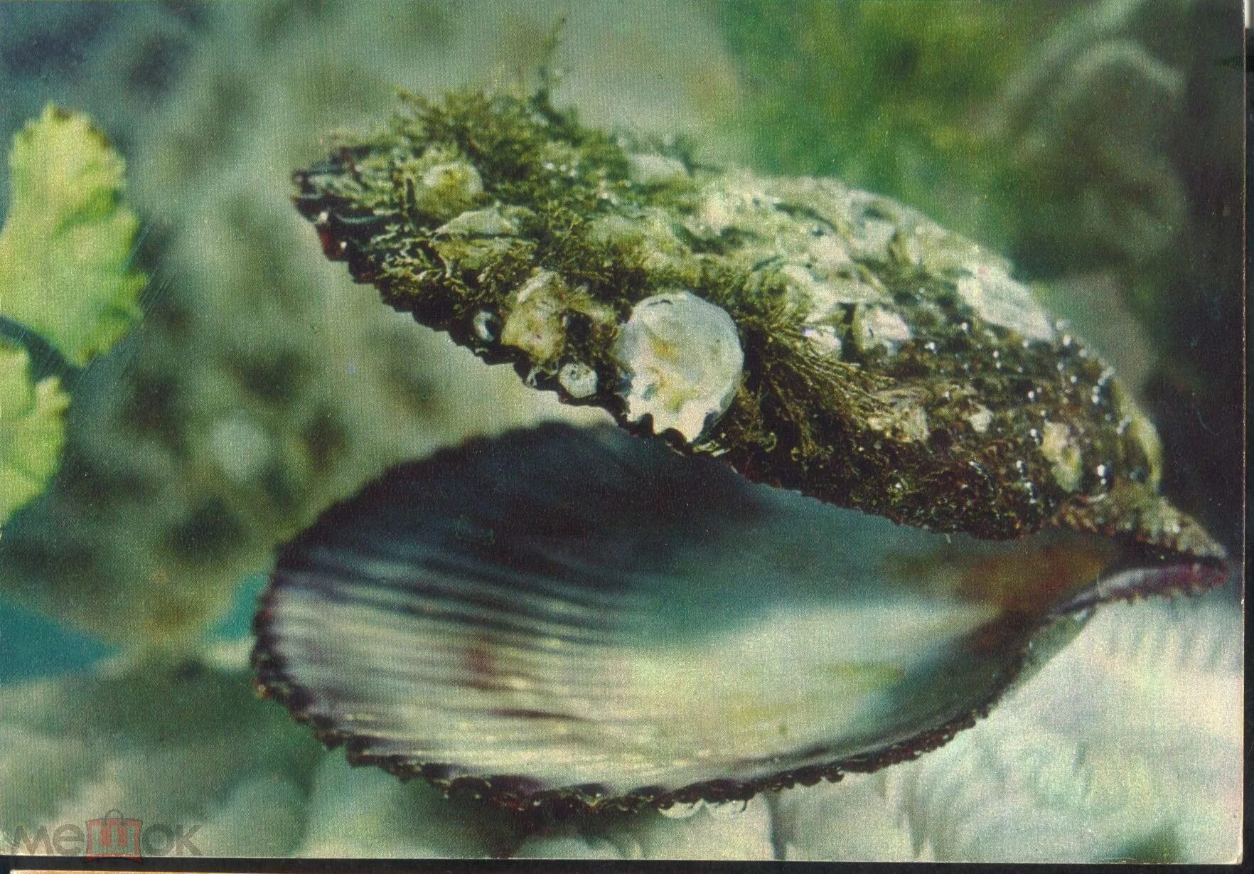 Хламис обросший моллюск. Морская Жемчужница моллюск. Моллюски в воде. Моллюски в море. Фильтрация моллюсков