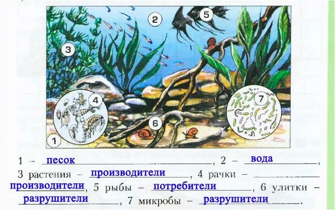 Аквариум искусственная экосистема. Пищевая цепочка в аквариуме. Цепи в аквариумной экосистеме. Экосистема аквариума рисунок.