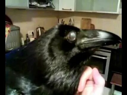 Включи видео ворон