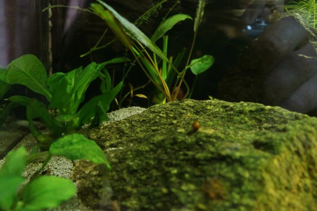 зеленый грунт в аквариуме. аквариумный грунт амазония. акваскейп с черной бородой. зеленый грунт в аквариуме. грунт dennerle.