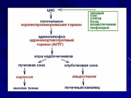 Рилизинг факторы гипоталамуса