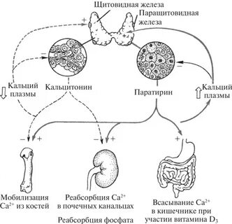 Кальций щитовидная железа