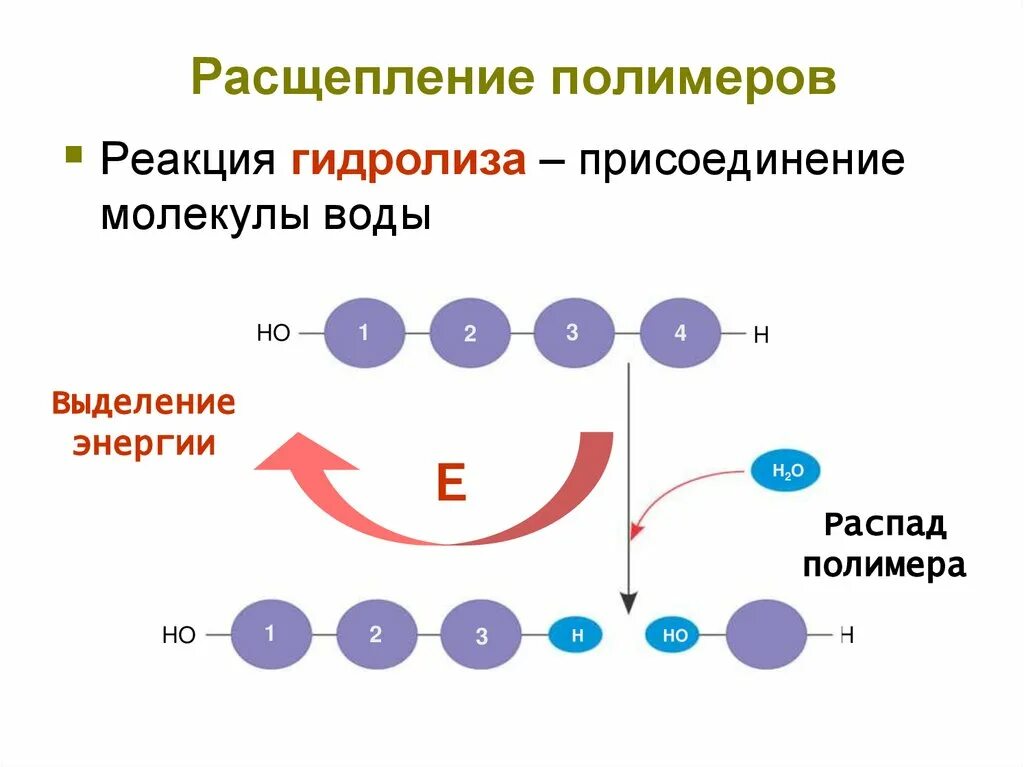 Участвует в расщеплении полимеров до мономеров. Гидролиз полимеров до мономеров. расщепление полимеров. расщепление молекул воды. присоединение молекул.