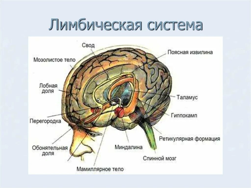 Лимбическая структура мозга. Лимбическая система и части мозга. Строение мозга человека лимбическая система. Лимбическая система структуры.