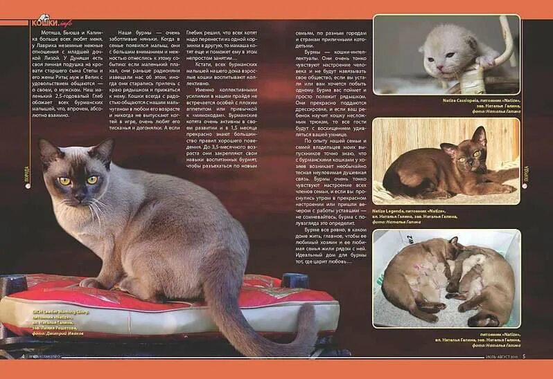 Вес бурманского котенка по месяцам таблица Вес бурманского котенка по месяцам таблица