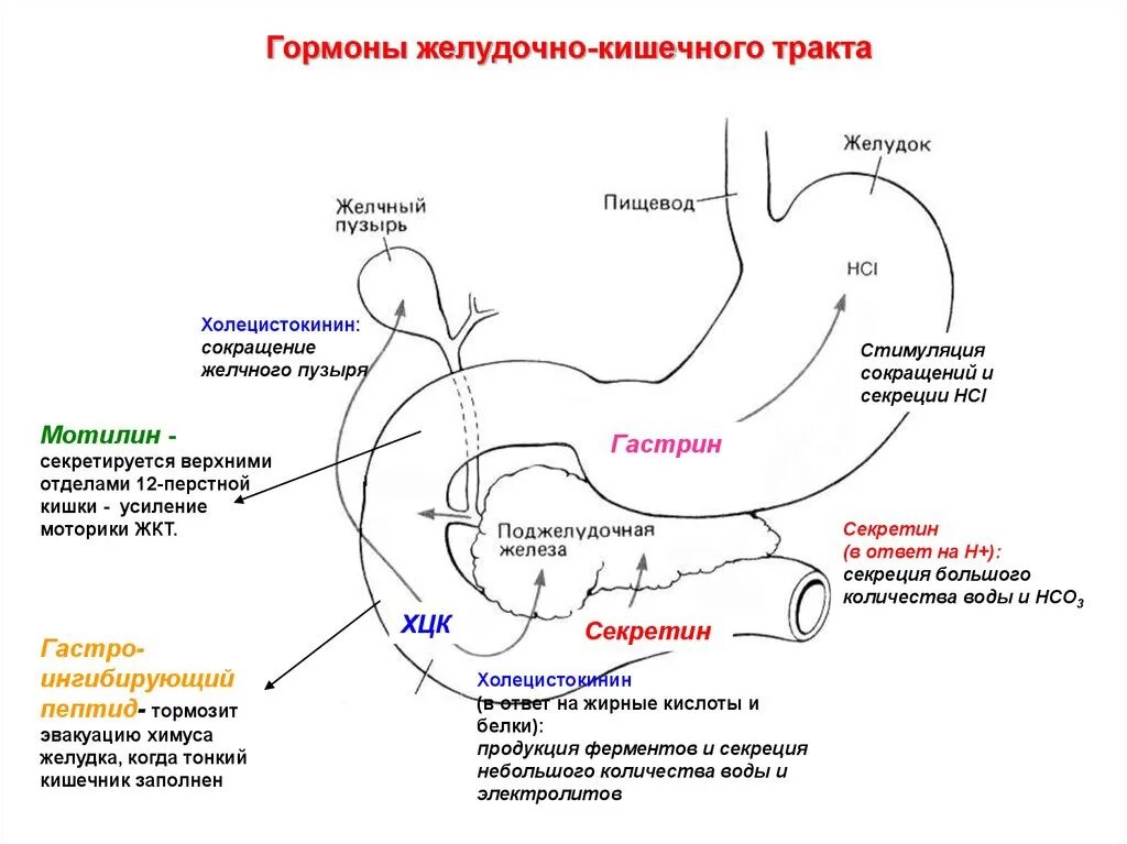 Гормоны пищеварительного тракта схема. Схема регуляции желудочной секреции ферментов. Гормоны поджелудочной железы и желудочно-кишечного тракта. Желудочная фаза желудочной секреции схема.