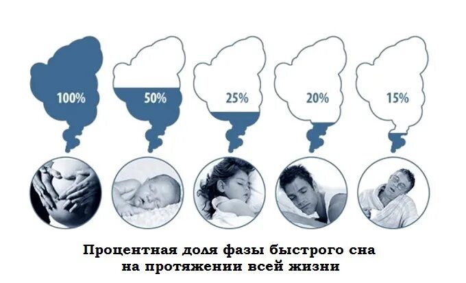 Парадоксальная фаза сна. Фаза медленного сна Rem. Быстрый парадоксальный сон.