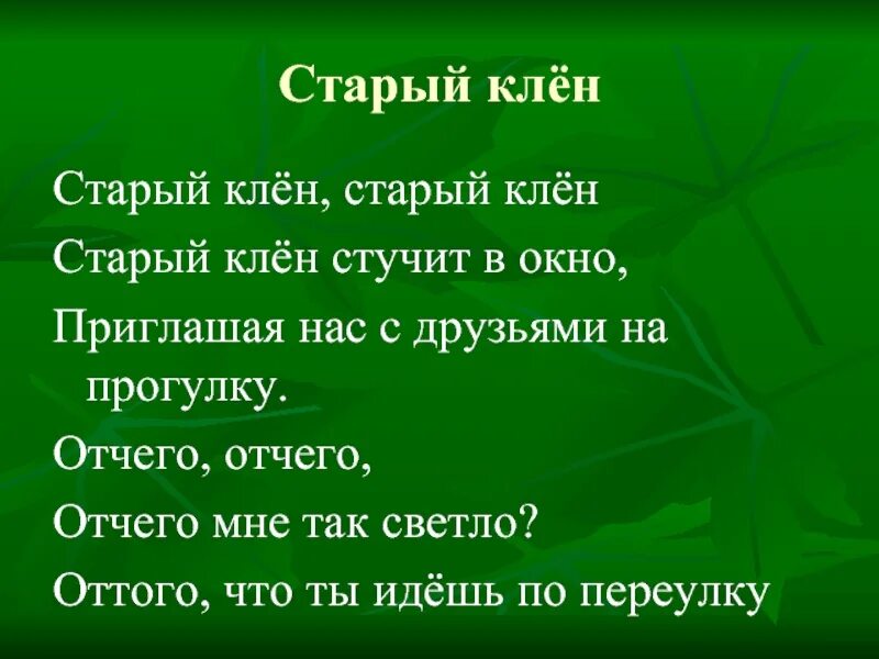 Песню со словами клен. Старый клен текст. Старый клён текст текст. Старый клён слова текст. Слова песни старый клен.