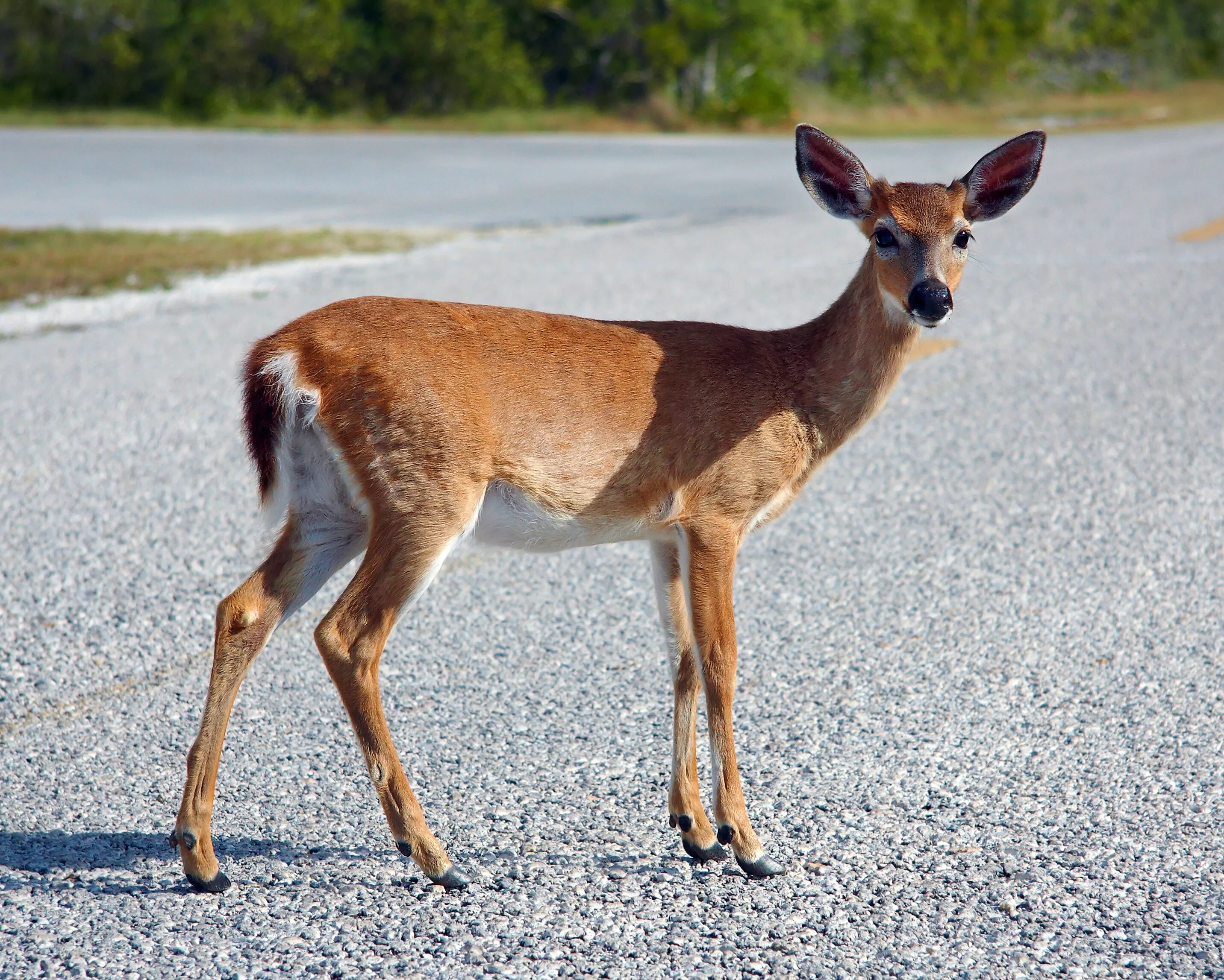 Common animal. Key Deer. Deer Fawn. אייל жиыотное. Beautiful Doe.