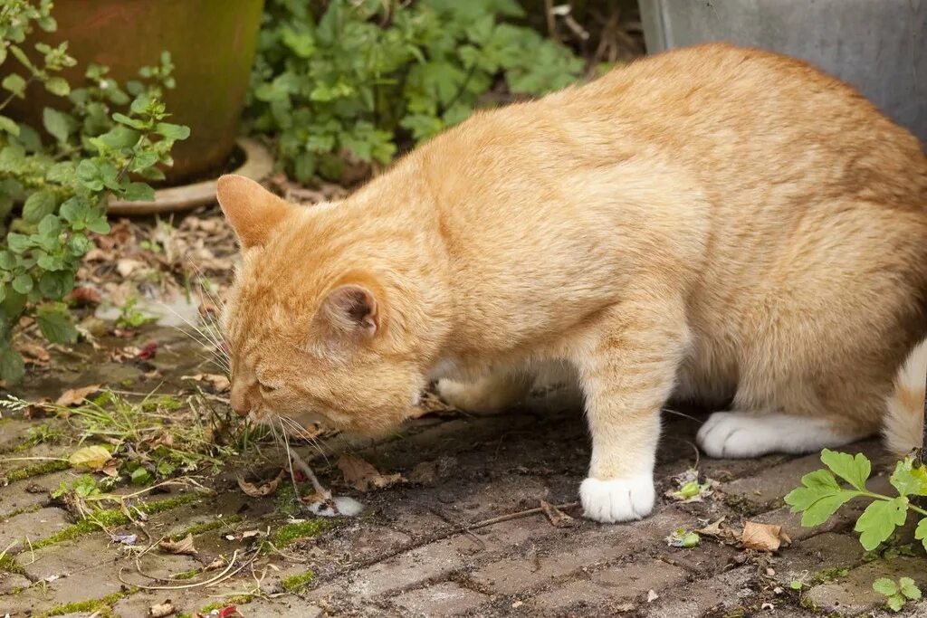 Should cat. Кот рыгает. Кошку тошнит.