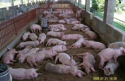 Свинарник для поросят отъёмышей. Домашняя свинья на ферме. Свиньи на доращивании. Разведение поросят. Выгодное содержание свиней.