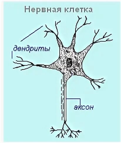 Короткий сильно ветвящийся отросток нервной клетки. Нервная клетка месторасположение. Нервные клетки кошки. Рис 170 нервная клетка. Паукообразная нервная клетка.