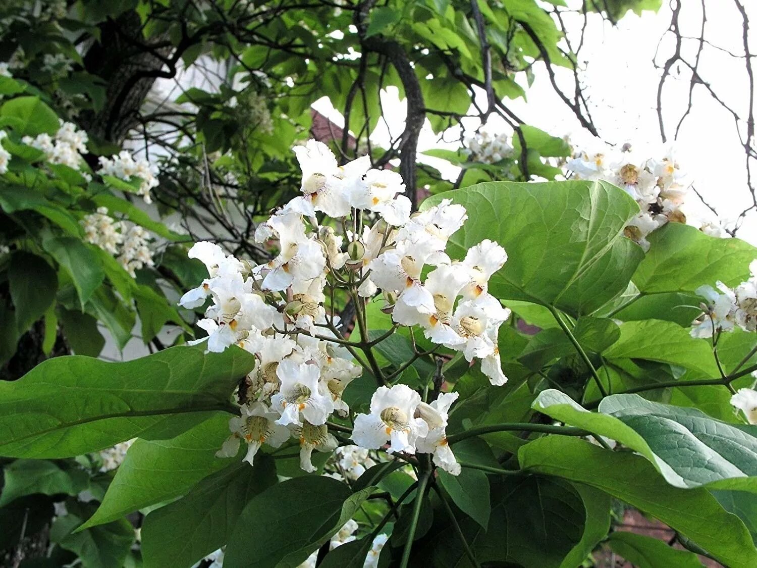 катальпа бигнониевидная. южная акация альбиция. нарилата (narilatha). сирень жасмин акация это. альбиция помпадур.