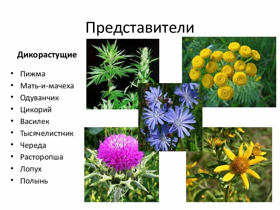 Двудольные растения названия. Дикорастущие однодольные растения. дикорастущие растения двудольные. дико растушиерастения. представители дикорасту.