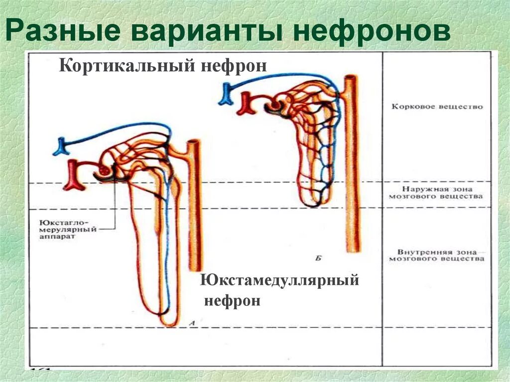 Строение коркового нефрона. Отделы нефрона почки физиология. Юкстамедуллярный нефрон функции. Строение юкстамедуллярного нефрона.