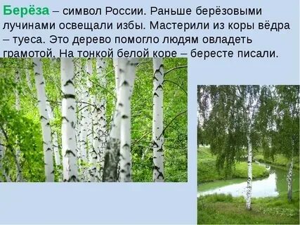 Белая береза символ