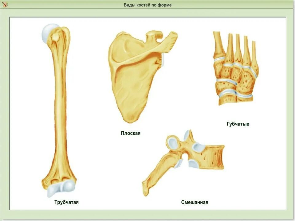 Какой тип костей. Губчатые и трубчатые кости человека. Кости трубчатые губчатые плоские смешанные. Типы костей губчатые трубчатые. Губчатые, трубчатые, плоские, смешанные)..