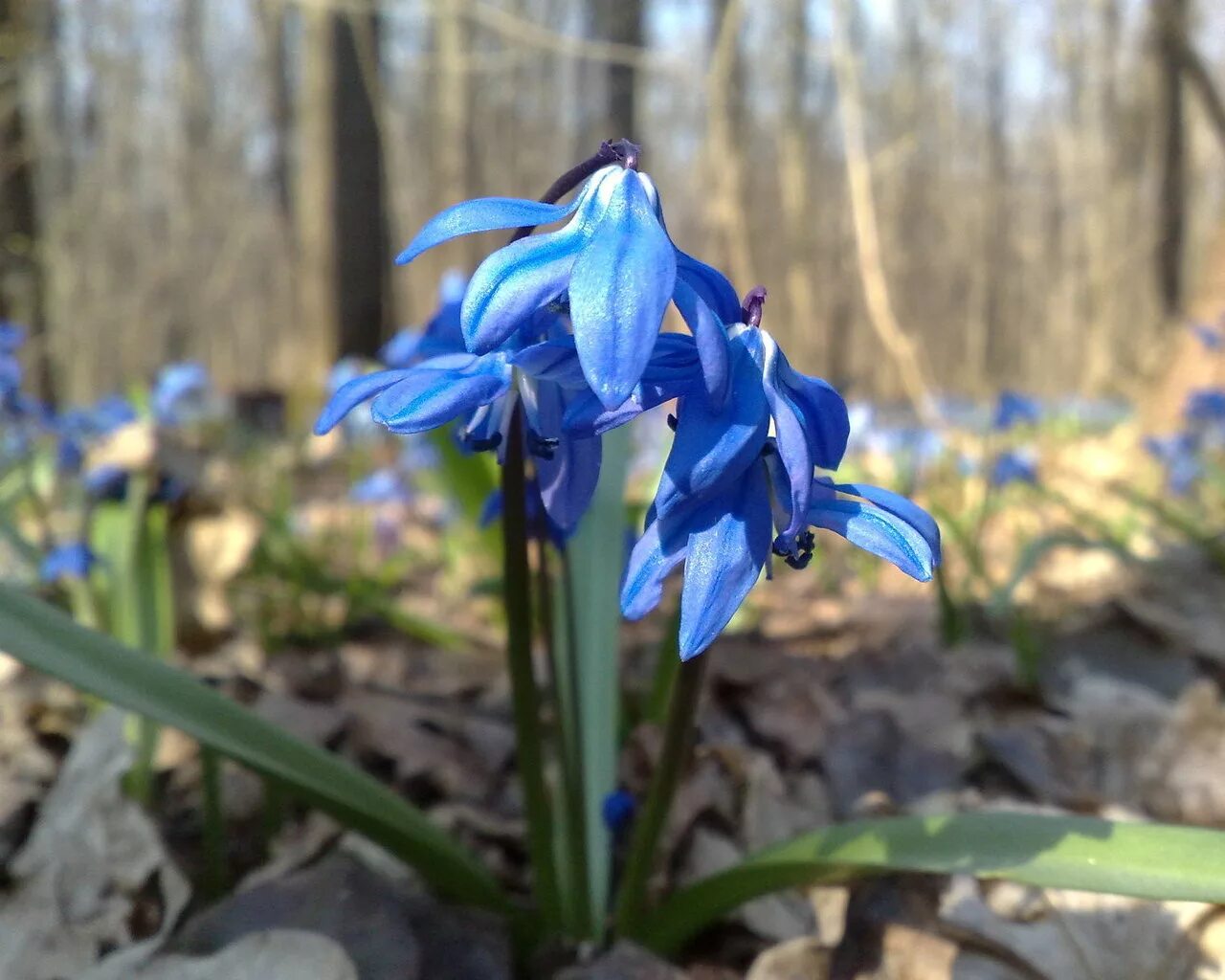пролеска сибирская (сцилла). подснежник пролеска. голубые подснежники. голубые первоцветы пролески. голубые пролески и подснежники.