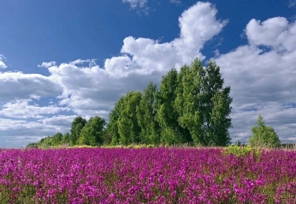 Ромашковое поле уфа. Цветущий луг. Летний лес лужского района. Луговые цветы. Краса лета.