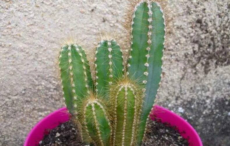 Cactus dg. Кактус цереус перуанский. Кактус цереус ямакару. Кактус цереус скала перуанский цветы. Кактус цереус домашний.