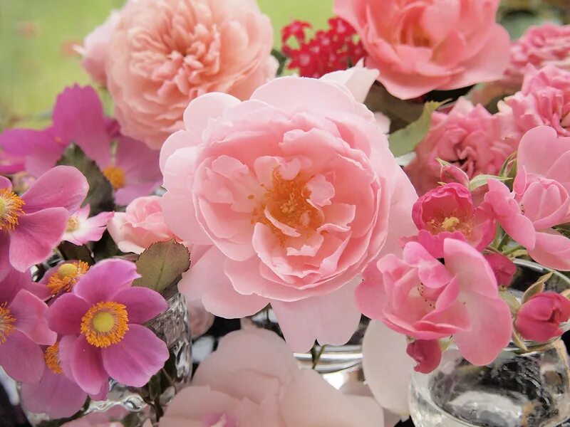 Цвети великалебные. Великолепные цветы. Розовый рай. Очаровательная нежность