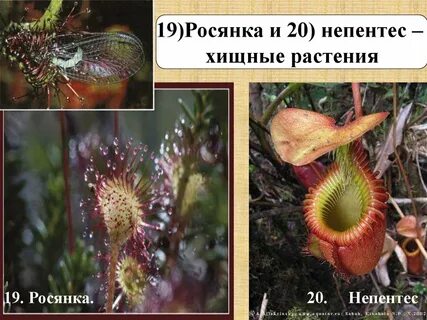 Приспособление росянки