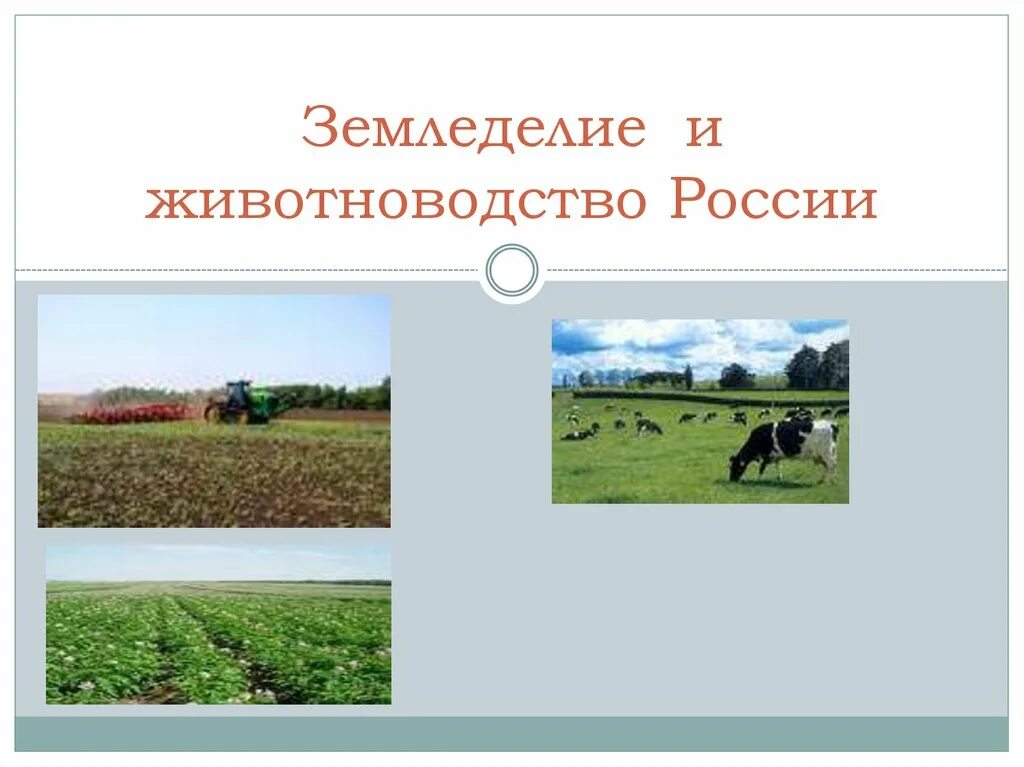 География России животноводство и земледелие. Животноводство в России презентация. Земледелие презентация. Земледелие и разведение животных. Растениеводство и животноводство 3 класс презентация