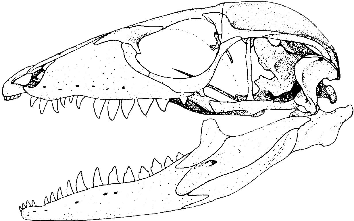 Череп варана сбоку. Череп варана анатомия. Череп пресмыкающегося. Череп рептилий.