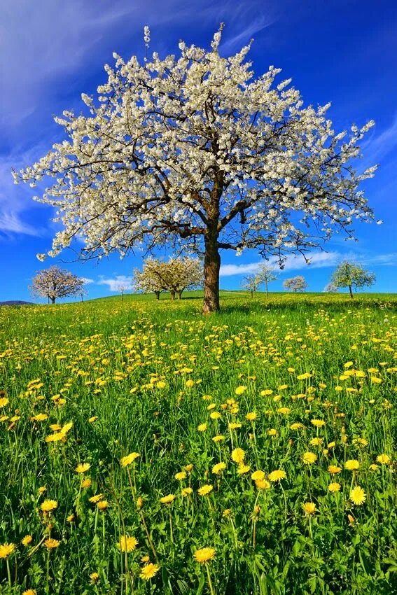 Spring scenes
