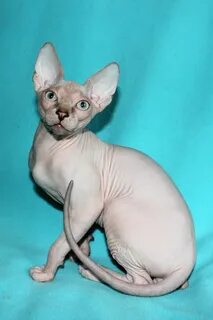 Котенок сфинкс спб