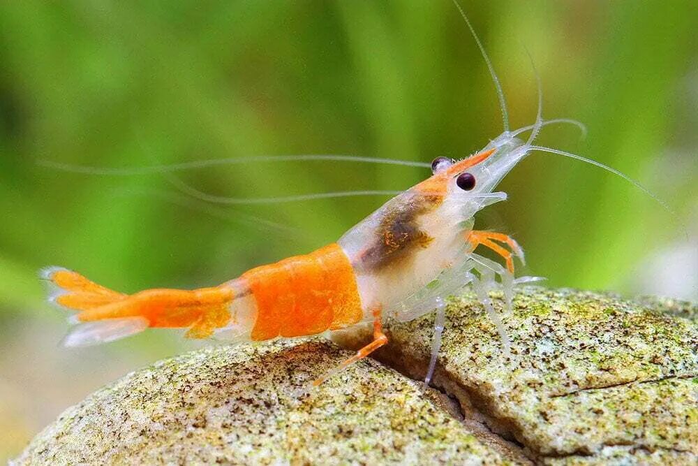 Креветки аквариумные неокардины оранж. Креветка рили оранжевая. Оранжевая рили неокаридина. Neocaridina heteropoda.