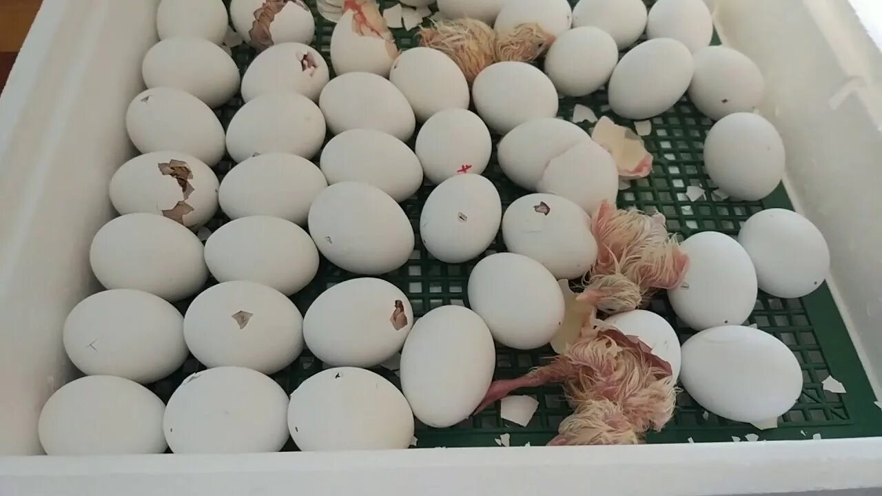Цыплята в инкубаторе. Вылупление цыплят в инкубаторе. Инкубатор для яиц. Инкубатор для птенцов. Сколько держать цыпленка в инкубаторе после вылупления