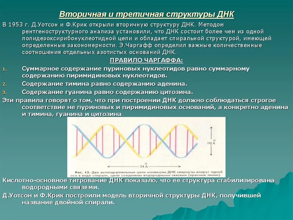 Днк методом tunel. Система биохимического контроля структуры ДНК. Вторичная и третичная структура ДНК. Третичная структура ДНК. Вторичная структура ДНК.