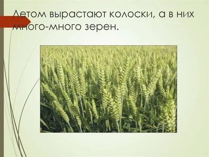 Как люди вырастили хлеб колоски