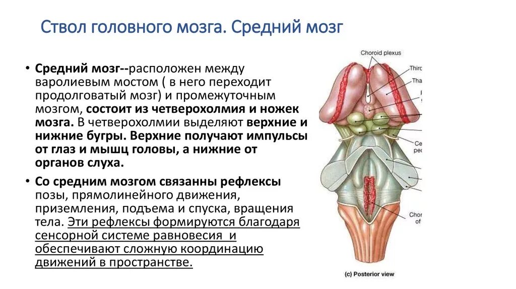 Ядра ствола головного мозга таблица. Ствол головного мозга строение и функции. Функциональная анатомия ствола мозга. Ствол мозга средний мозг. Какие функции выполняет ствол мозга